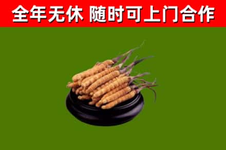 云浮回收散虫草